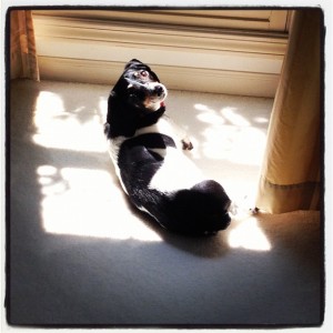 Ralphie In The Sun