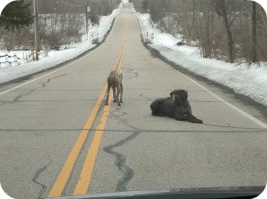 Dogs In The Road